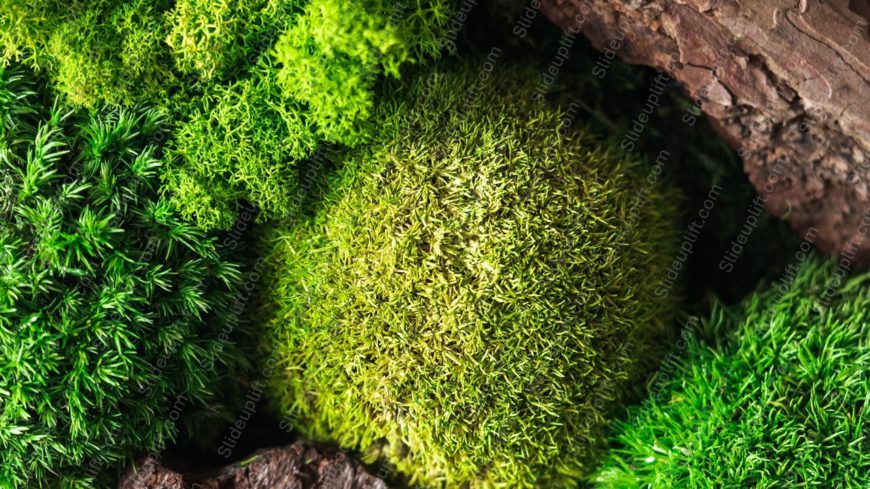 Emerald Shades Of Moss And Bark Background Image