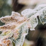 Frost Coated Green Leaf Background Image & Google Slides Theme