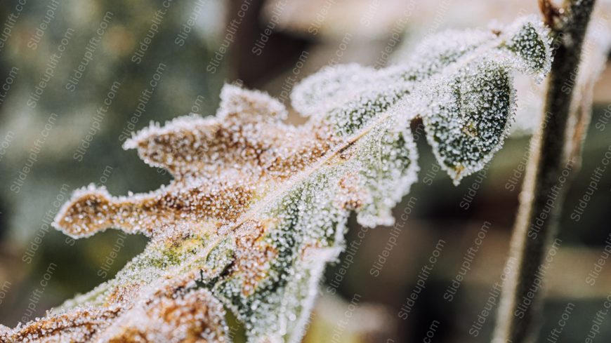 Frost Coated Green Leaf Background Image