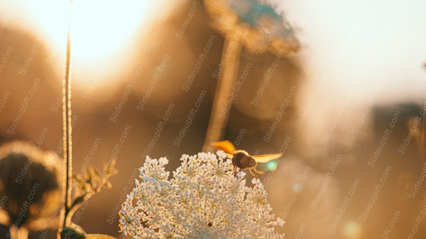 Golden Honeybee Whiteflowers Background Image