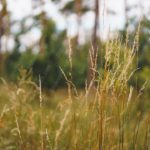 Golden Wildgrasses Greenforest Background Image & Google Slides Theme