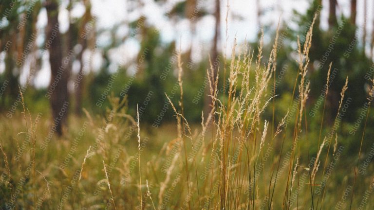 Golden Wildgrasses Greenforest Background Image & Google Slides Theme