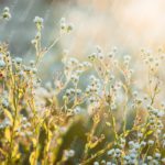 Golden Wildflowers Sunlit Meadow Background Image & Google Slides Theme