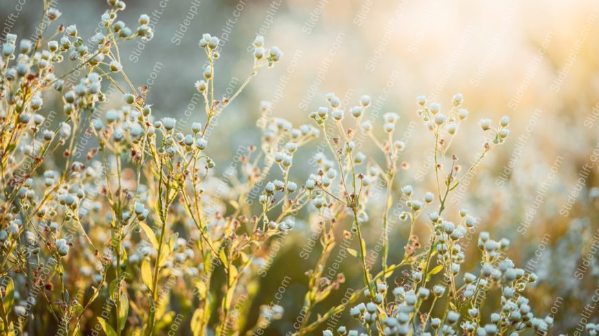 Golden Wildflowers Sunlit Meadow Background Image