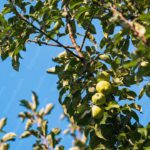 Green Apples Blue Sky Background Image & Google Slides Theme