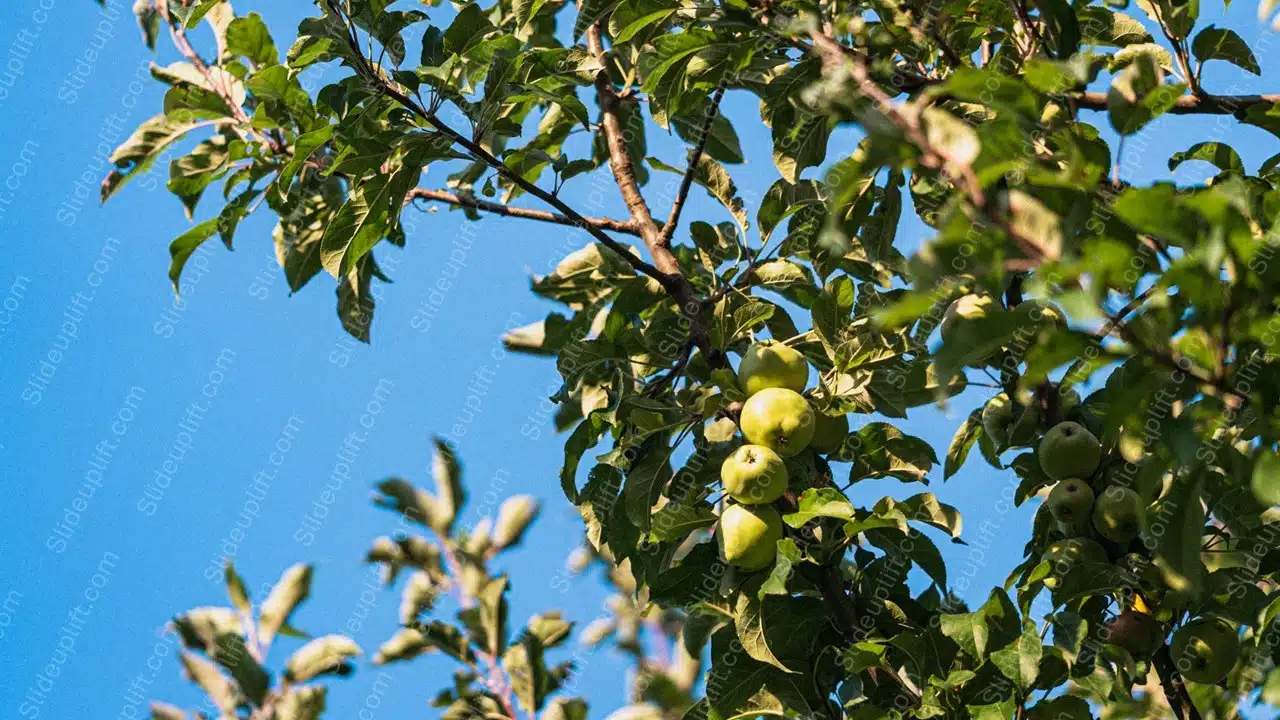 Green Apples Blue Sky Background Image & Google Slides Theme