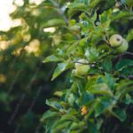 Green Apples Bokeh Background Image & Google Slides Theme