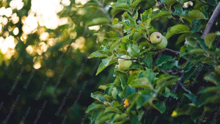 Green Apples Bokeh Background Image & Google Slides Theme