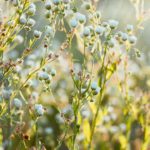 Green Blue Flowers Sunlit Background Image & Google Slides Theme