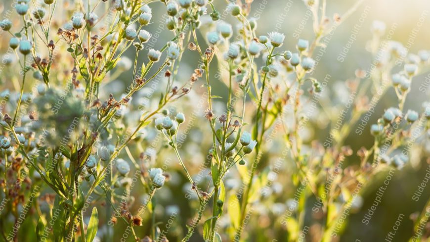 Green Blue Flowers Sunlit Background Image