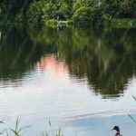 Green Duck Pond Background Image & Google Slides Theme