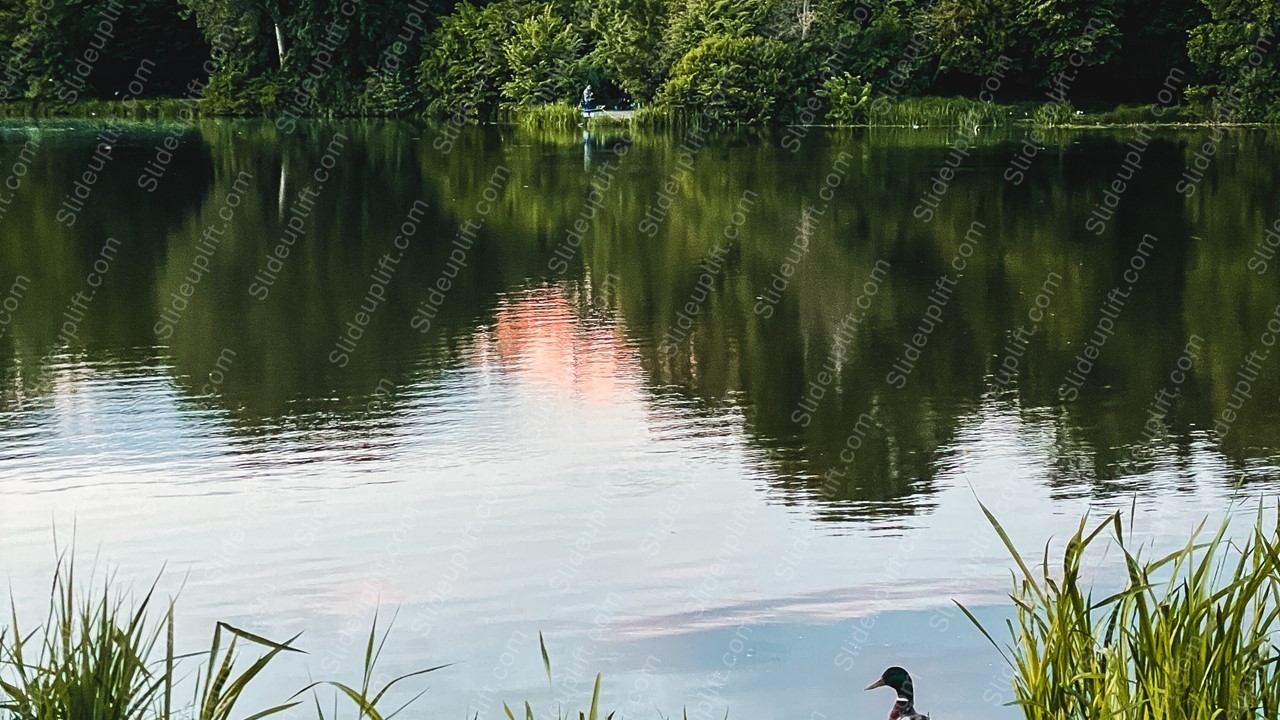 Green Duck Pond Background Image & Google Slides Theme