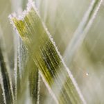 Green Frosty Grass Blades Background Image & Google Slides Theme