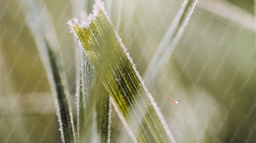 Green Frosty Grass Blades Background Image