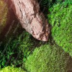 Green Moss And Brown Bark Background Image & Google Slides Theme