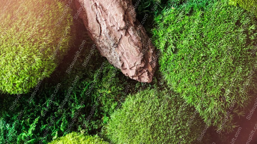 Green Moss And Brown Bark Background Image