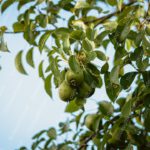 Green Pear Tree Blue Sky Background Image & Google Slides Theme