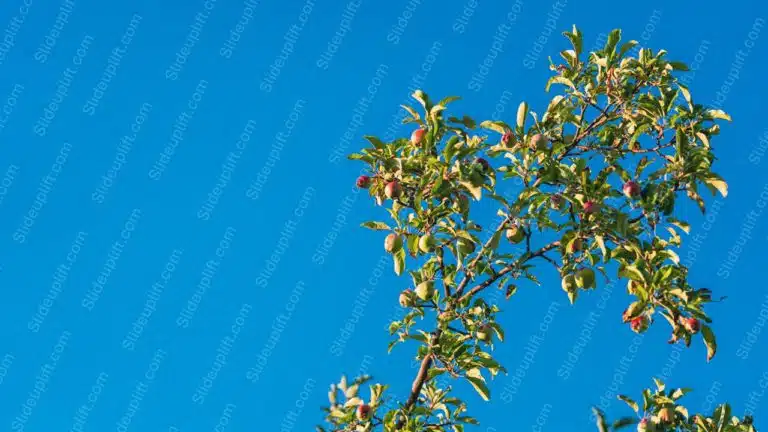 Green Red Apple Tree Blue Sky Background Image & Google Slides Theme