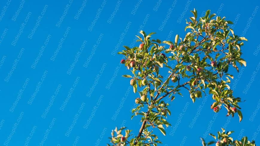 Green Red Apple Tree Blue Sky Background Image