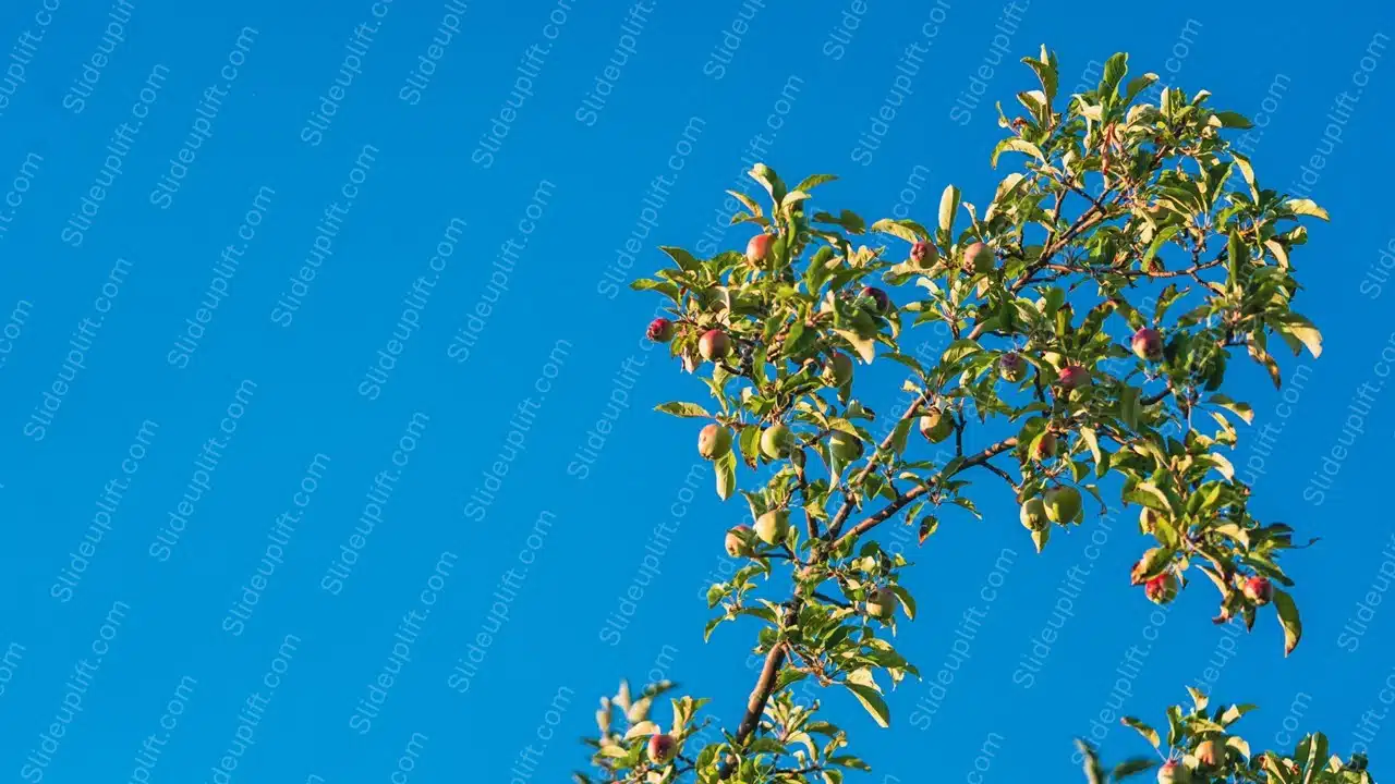 Green Red Apple Tree Blue Sky Background Image & Google Slides Theme