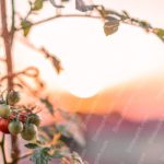 Green Red Tomatoes Sunset Background Image & Google Slides Theme