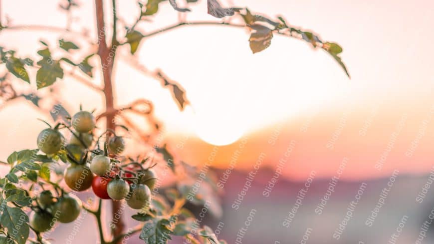 Green Red Tomatoes Sunset Background Image