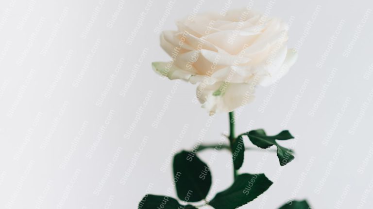 Ivory Rose Green Leaves White Background Image & Google Slides Theme