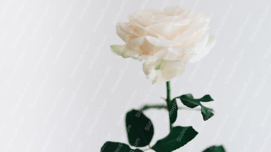 Ivory Rose Green Leaves White Background Image