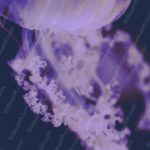 Lavender Jellyfish Navy Background Image & Google Slides Theme