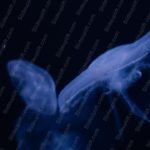 Midnight Blue Jellyfish Background Image & Google Slides Theme