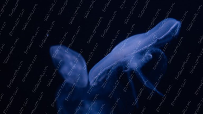 Midnight Blue Jellyfish Background Image & Google Slides Theme