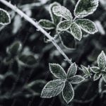 Monochrome Frosted Leaves Background Image & Google Slides Theme