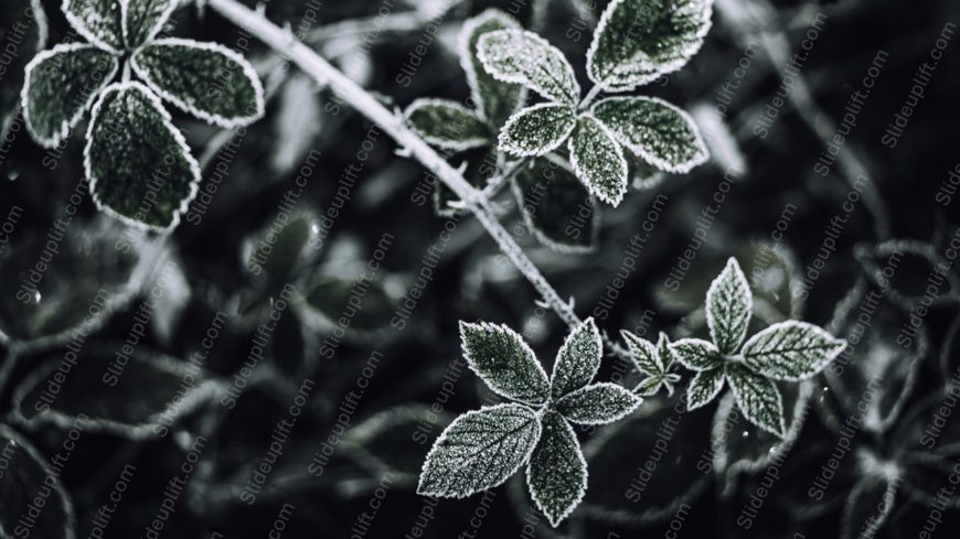 Monochrome Frosted Leaves Background Image