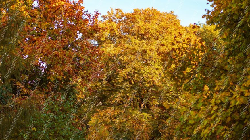 Orange Green Trees Background Image