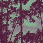 Purple Pine Trees Turquoise Sky Background Image & Google Slides Theme