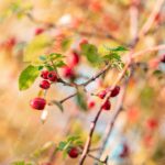 Red Berries Green Leaves Golden Bokeh Background Image & Google Slides Theme