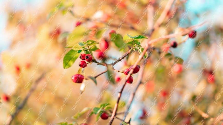 Red Berries Green Leaves Golden Bokeh Background Image