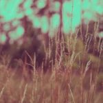 Sepia Tones Grass Bokeh Forest Background Image & Google Slides Theme