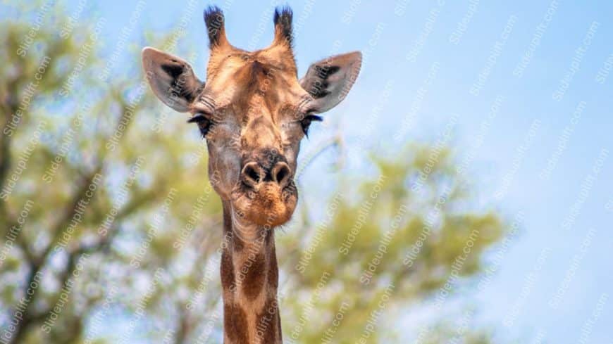 Tan Giraffe Foliage Background Image