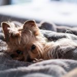 Tan Yorkshire Terrier Gray Blanket Background Image & Google Slides Theme