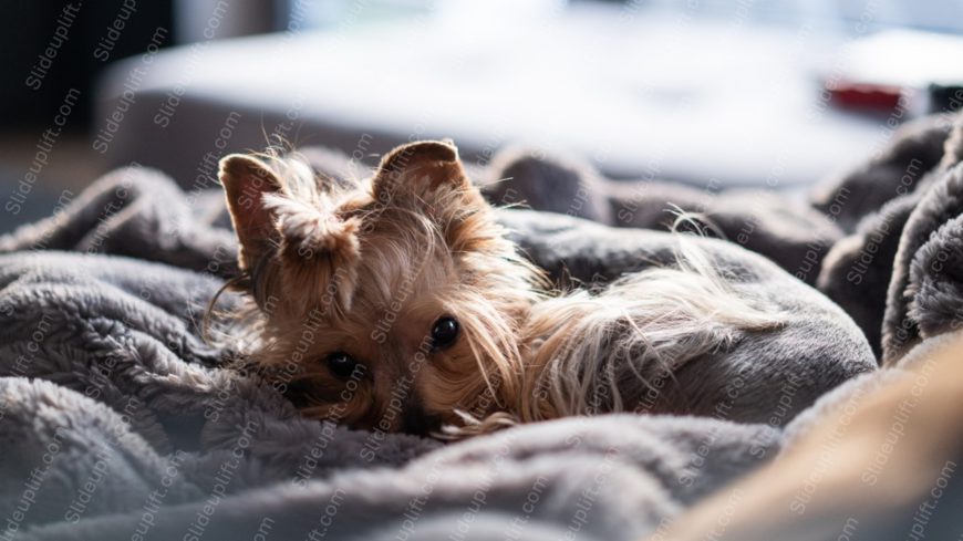 Tan Yorkshire Terrier Gray Blanket Background Image