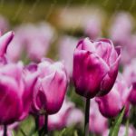 Vivid Pink Tulips Floral Background Image & Google Slides Theme