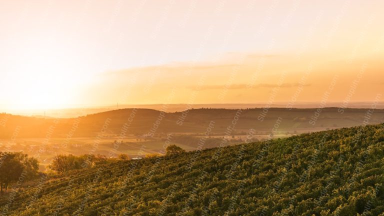 Warm Yellow Sunrise Hills Vineyard Background Image & Google Slides Theme