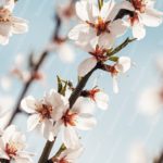 White Blossoms Blue Sky Background Image & Google Slides Theme