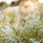 White Blue Flowers Golden Hour Background Image & Google Slides Theme