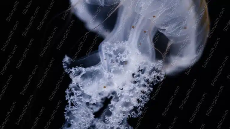 White Blue Jellyfish Black Background Image & Google Slides Theme