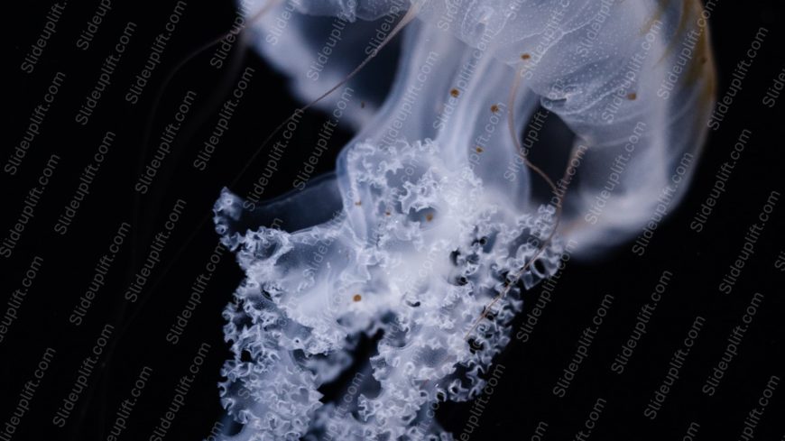 White Blue Jellyfish Black Background Image