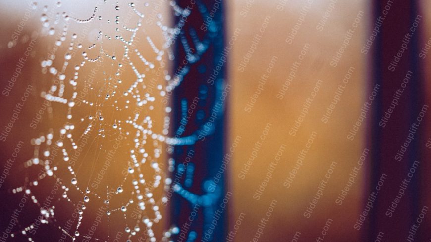 White Dewdrop Spiderweb Navybluebrowngradient Background Image