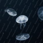 White Jellyfish Deep Blue Background Image & Google Slides Theme