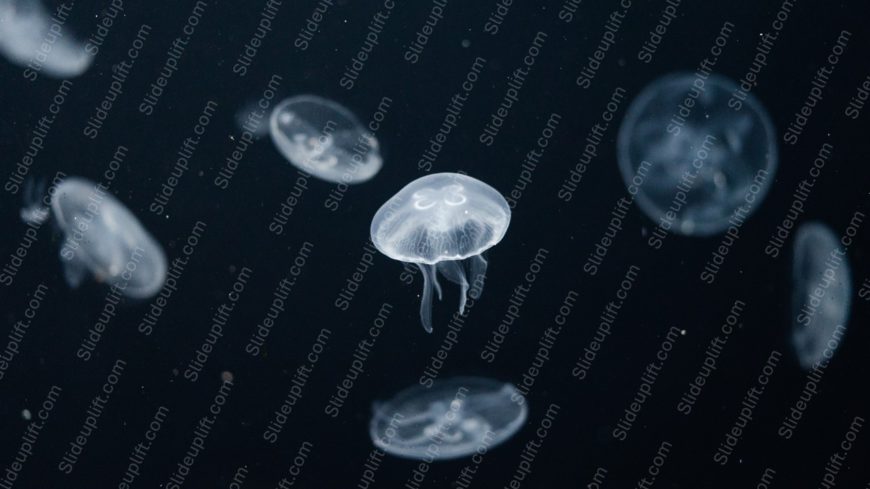 White Jellyfish Deep Blue Background Image